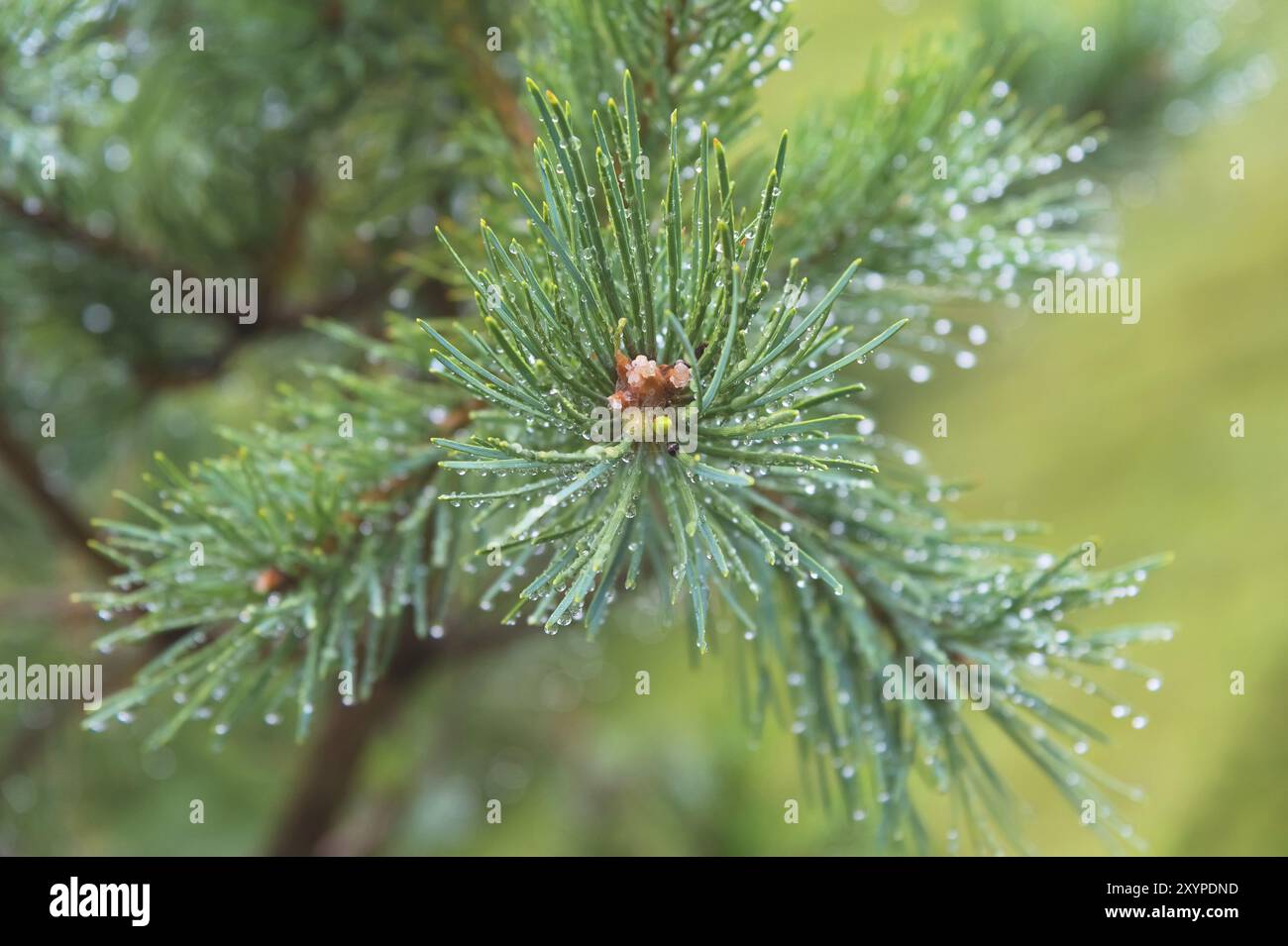 Brunch di abete. Messa a fuoco superficiale. Brunch soffice di abete. Spazio di copia Foto Stock