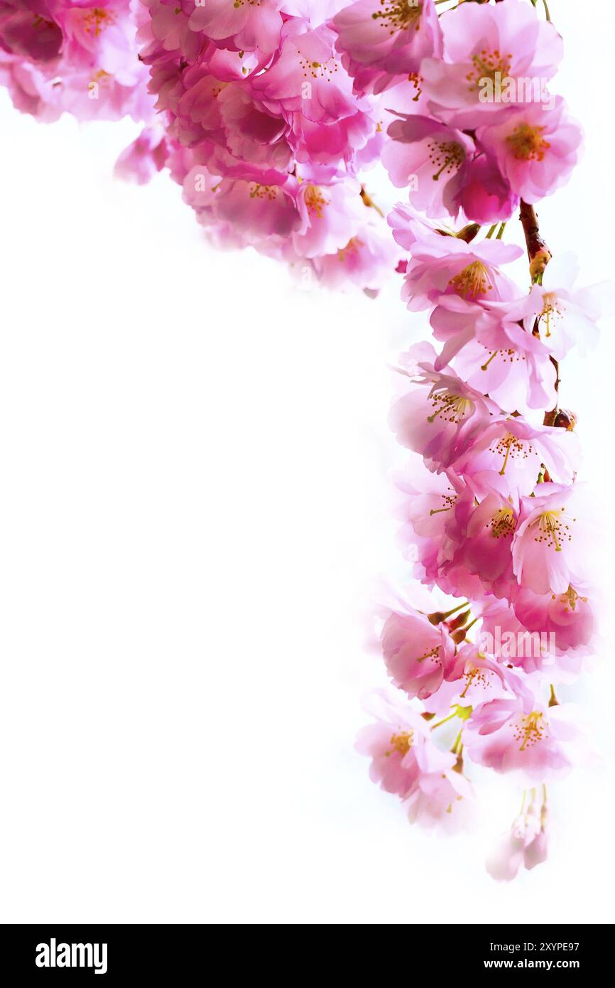 Sfondo natalizio con fiore di ciliegio rosa primaverile, ramo di fiori sakura Foto Stock