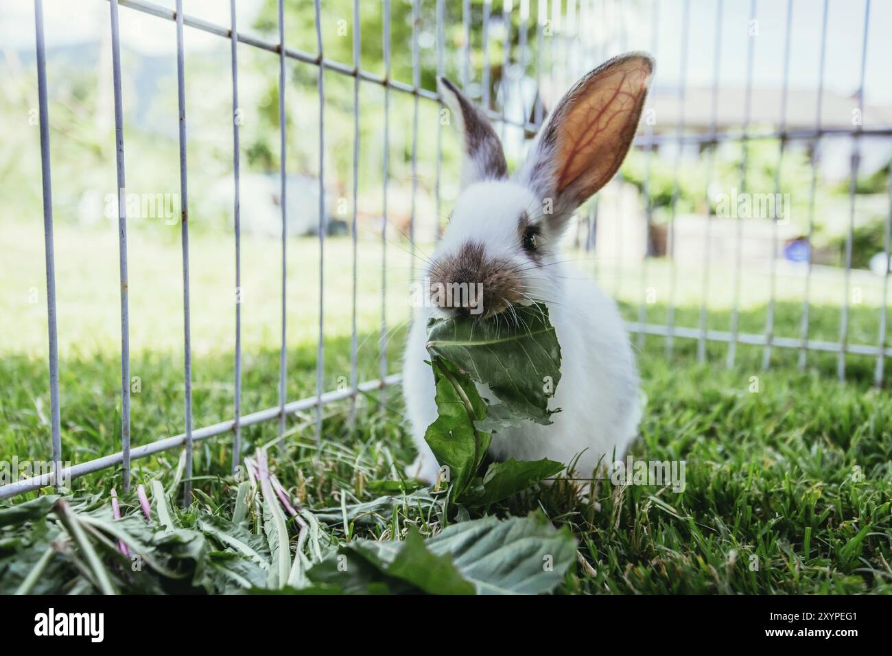 Un simpatico coniglietto mangia l'insalata in un composto all'aperto. Erba verde, primavera Foto Stock