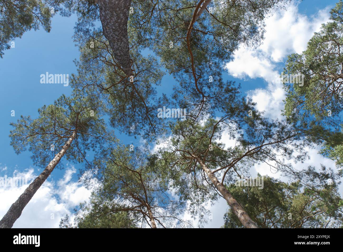 Foresta di pini dal punto di vista della rana Foto Stock