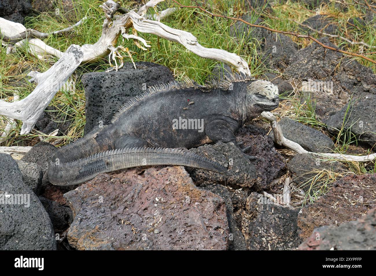 Iguana marina, Meerechse, Iguane marin des Galapagos, Amblyrhynchus cristatus, tengeri leguán, isola Isabela, Galápagos, Ecuador, Sud America Foto Stock