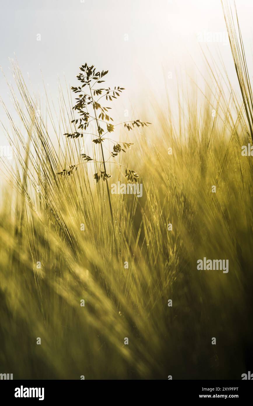 Vista delle spighe di grano e cielo blu Foto Stock