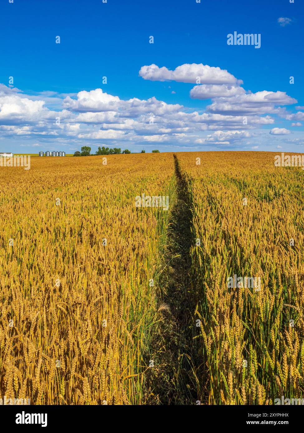 Un percorso attraverso un campo di grano dorato conduce a una fattoria nelle praterie canadesi Foto Stock