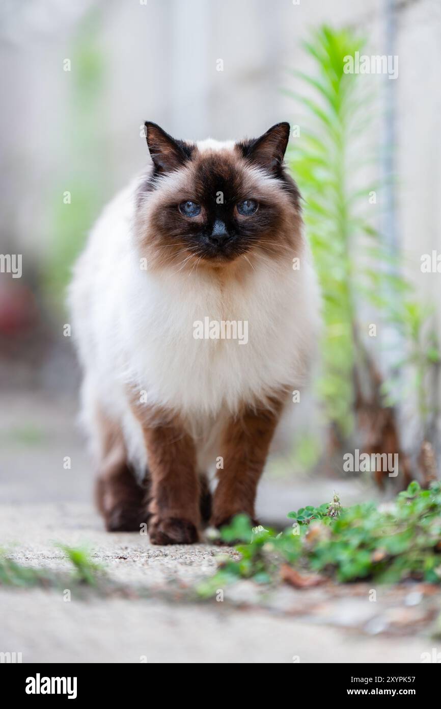 Gatto balinese che cammina sulla spiaggia Foto Stock