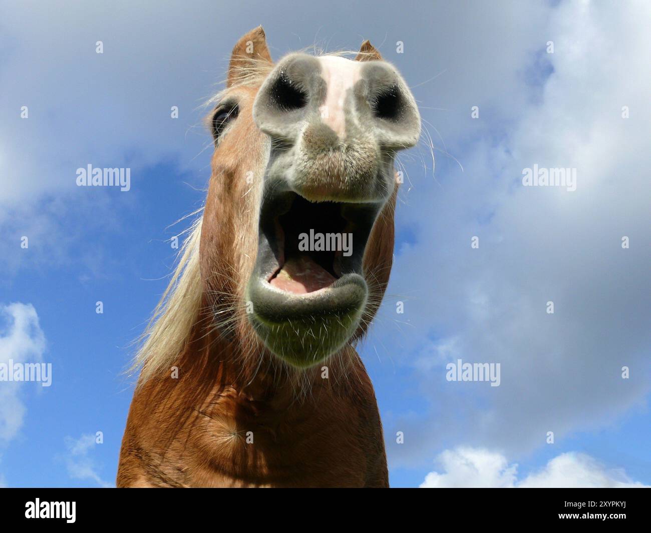 Haflinger Foto Stock