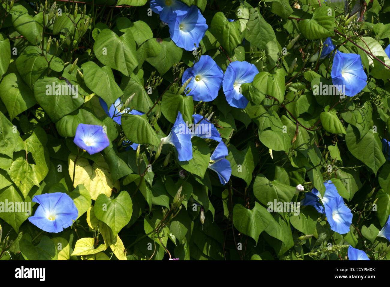 Venti striscianti Foto Stock