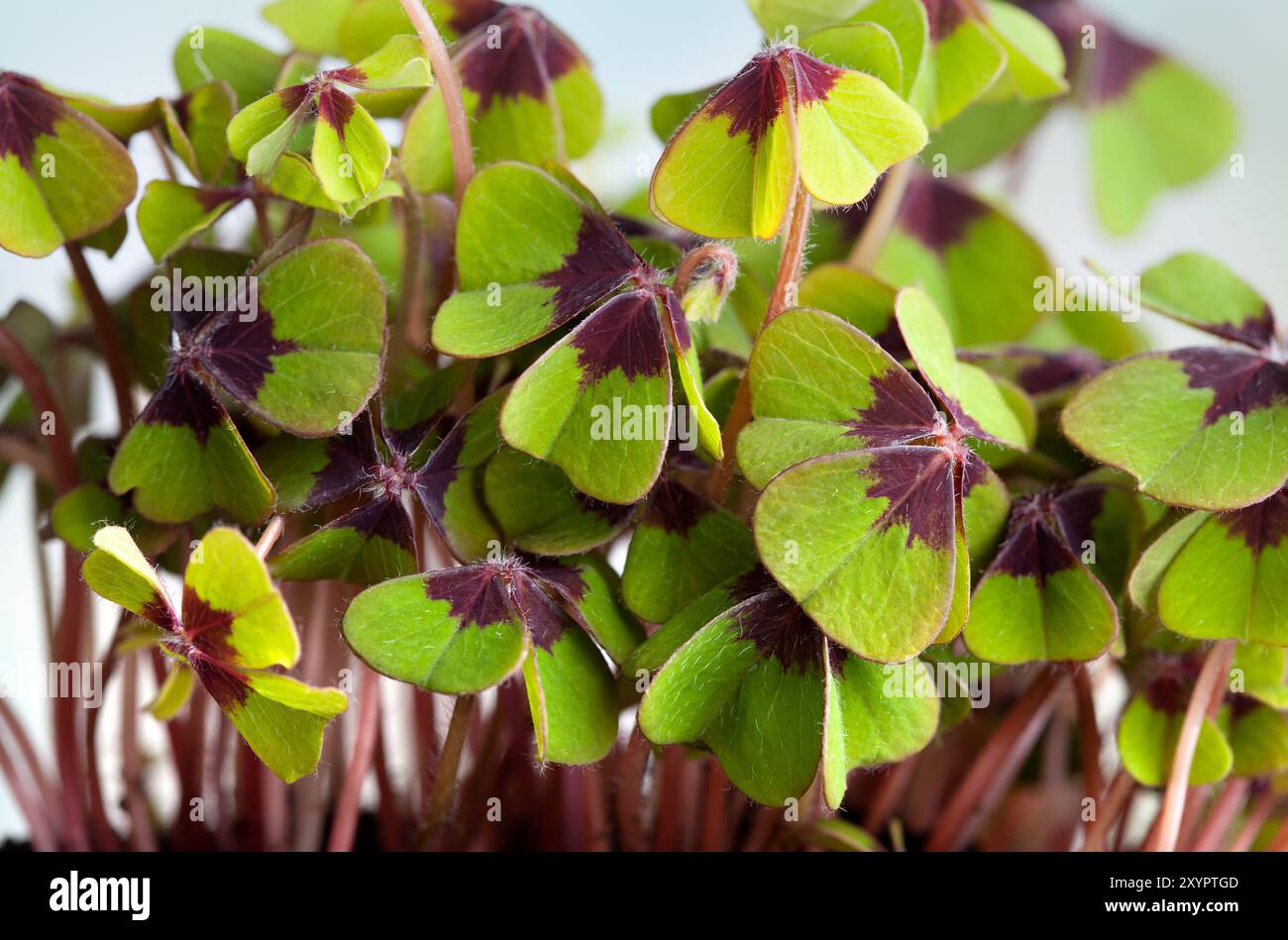 Quadruple Foto Stock