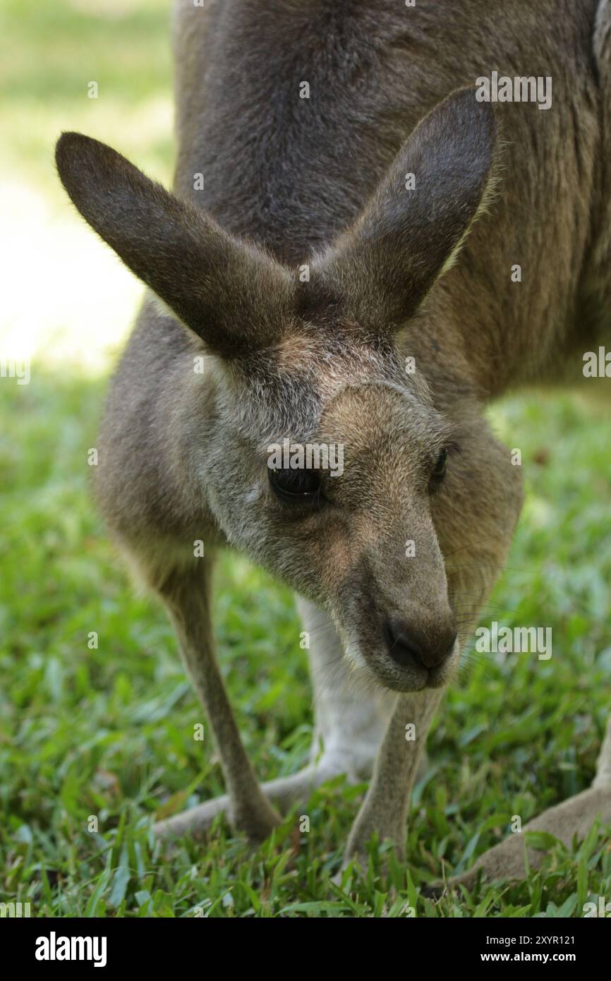 Canguro grigio orientale (Macropus giganteus) seduto sull'erba nel Queensland, Australia. Canguro grigio orientale (Macropus giganteus) seduto sul gr Foto Stock