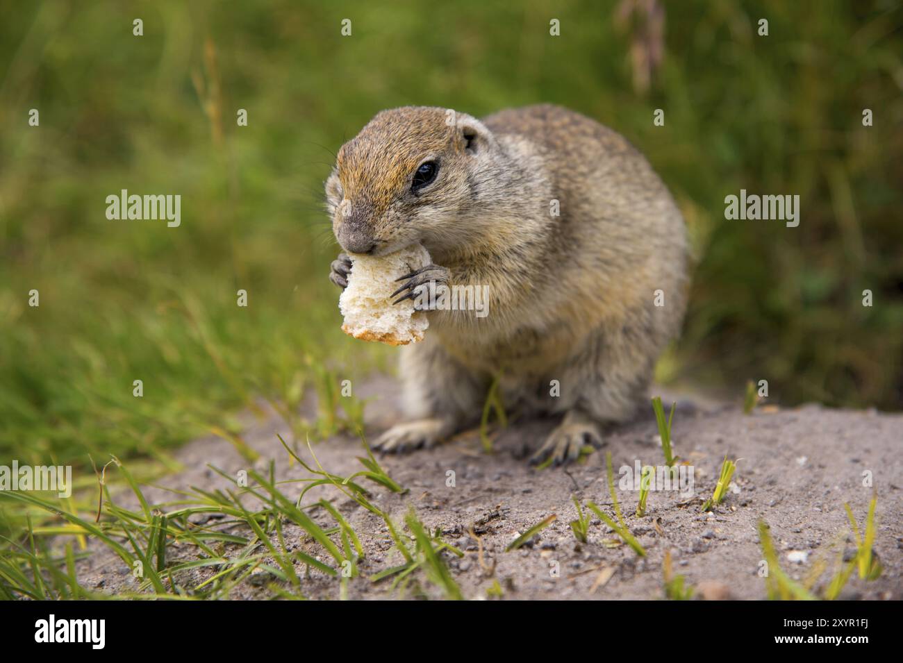 Primo piano Scouting scoiattolo caucasico mangiando attentamente Foto Stock