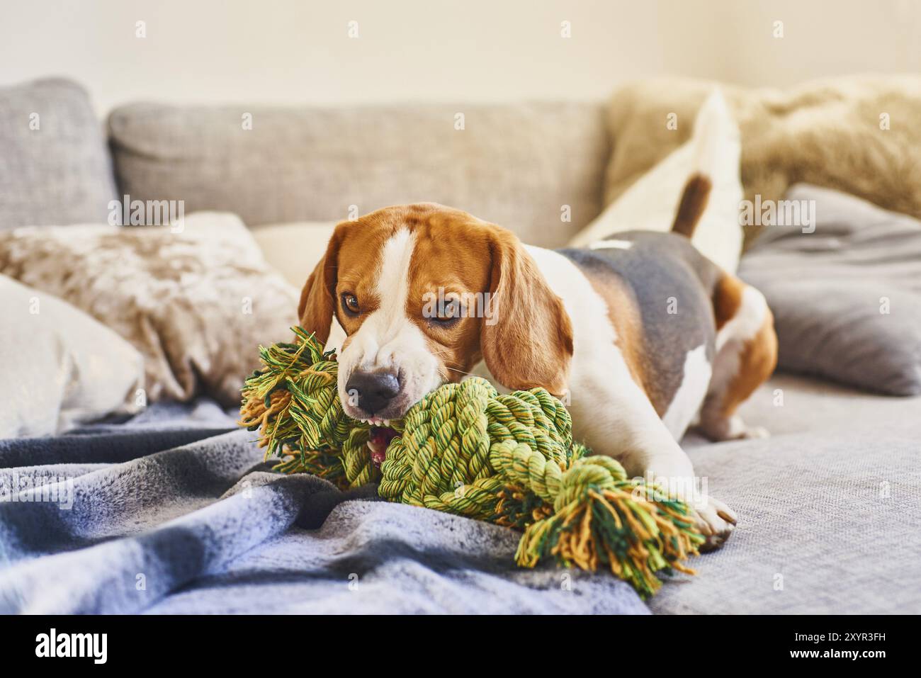 Beagle per cani con una corda di nodo verde in casa nel soggiorno su un divano. Masticando un giocattolo sul divano Foto Stock