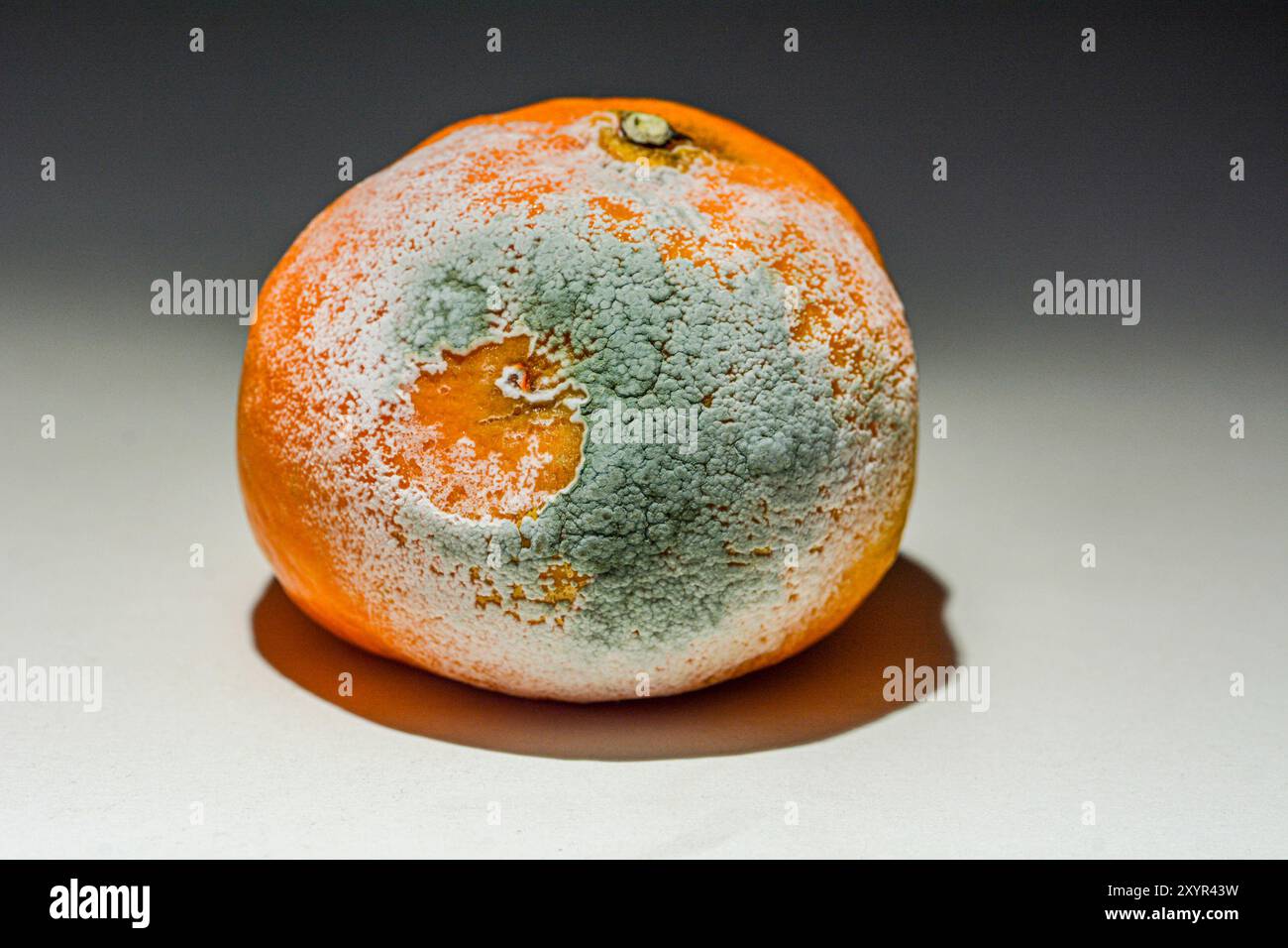 Foto simbolica di un mandarino ammuffito sul tema degli alimenti malsani Foto Stock