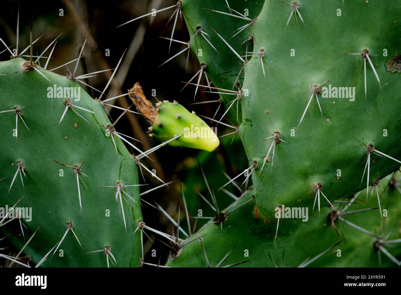 Un cactus suggestivo caratterizzato da un allegro fiore giallo, che mette in risalto la resilienza della vegetazione del deserto Foto Stock