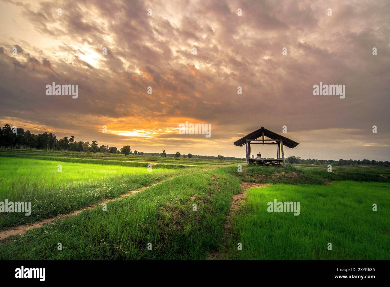 Tranquillo paesaggio di un campo di riso bagnato dal caldo bagliore del tramonto. Una piccola capanna di legno sorge tra i lussureggianti campi verdi Foto Stock