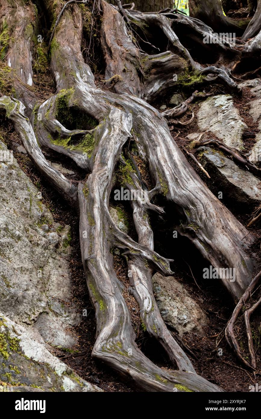 Radici di Hemlock occidentali esposte a Staircase, Olympic National Park, Washington State, Stati Uniti Foto Stock