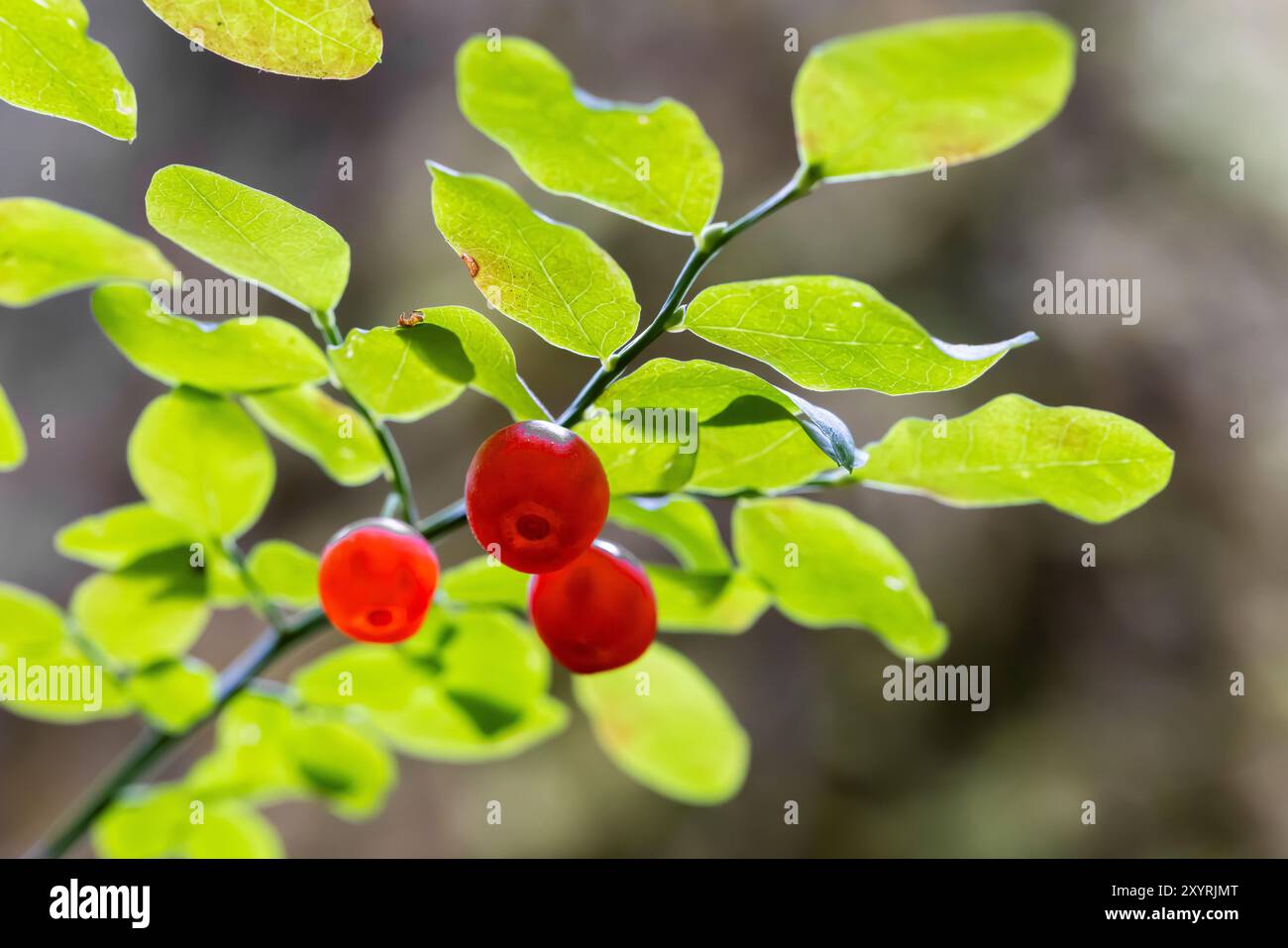 Red Huckleberry, Vaccinium parvifolium, frutti di bosco maturi a Staircase, Olympic National Park, Washington State, Stati Uniti Foto Stock