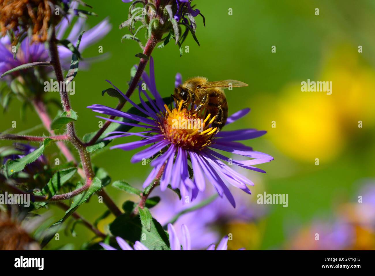 Primo piano del polline di raccolta delle api sul fiore di Aster del New England (Purple Daisy) in un giardino esterno nell'Ontario meridionale durante l'estate. Foto Stock