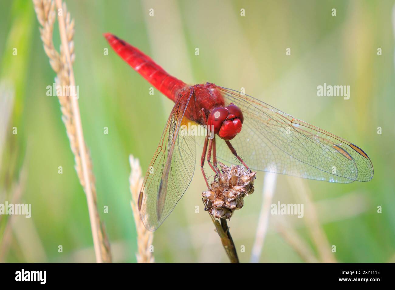 Vista di una semplice dragonfly scarlatta, Crocothemis erythraea, con le ali che si spalmano sta asciugando le ali nella luce calda del sole Foto Stock