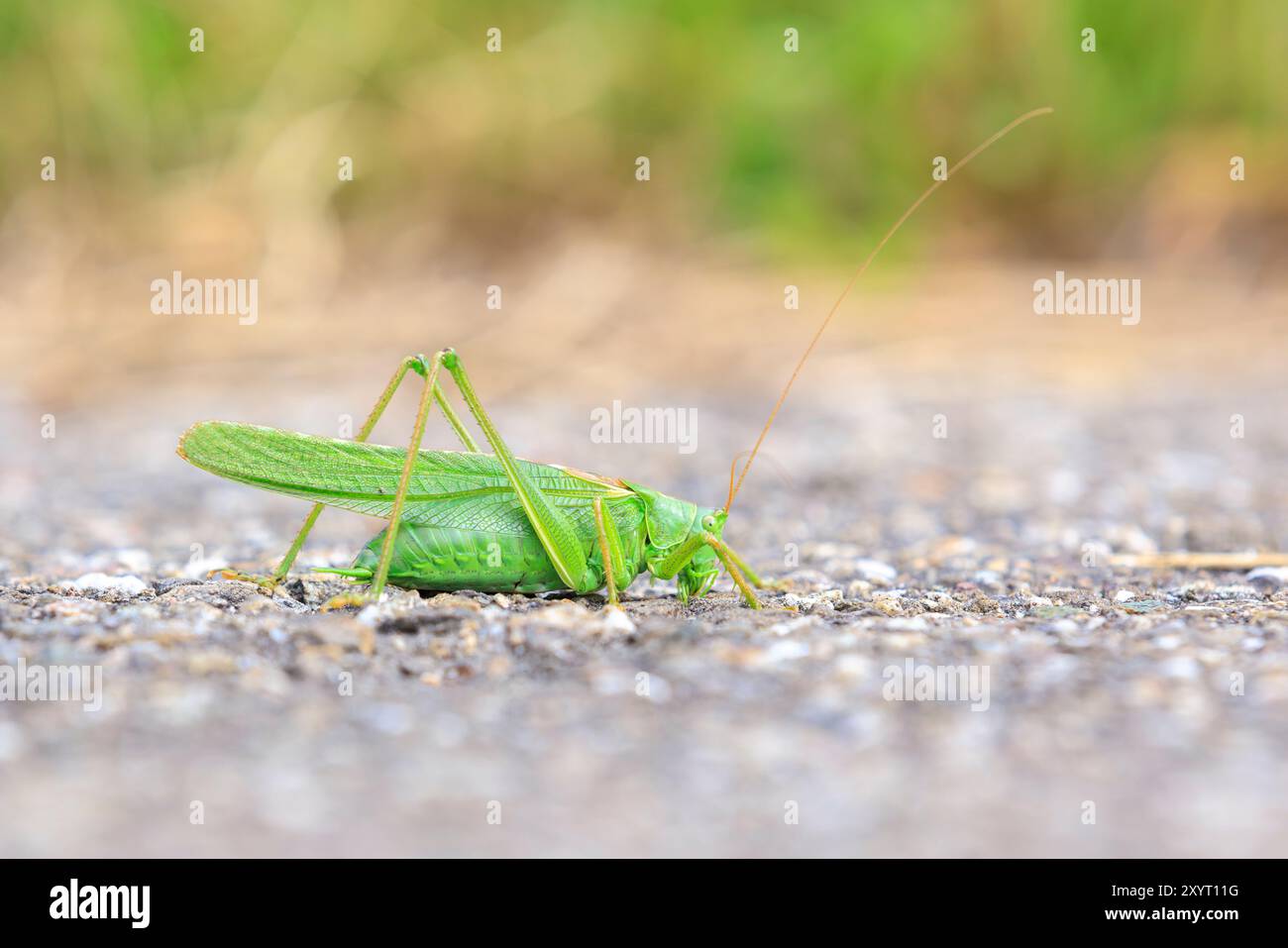 Macro primo piano di un grande Bush-cricket verde, Tettigonia viridissima, che si riscalda al sole Foto Stock