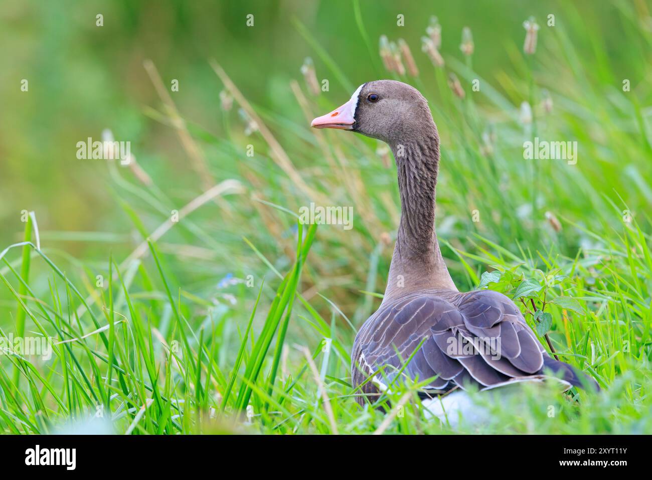 Primo piano di una grande oca dalla fronte bianca, Anser albifrons, che si forgia in un prato verde Foto Stock