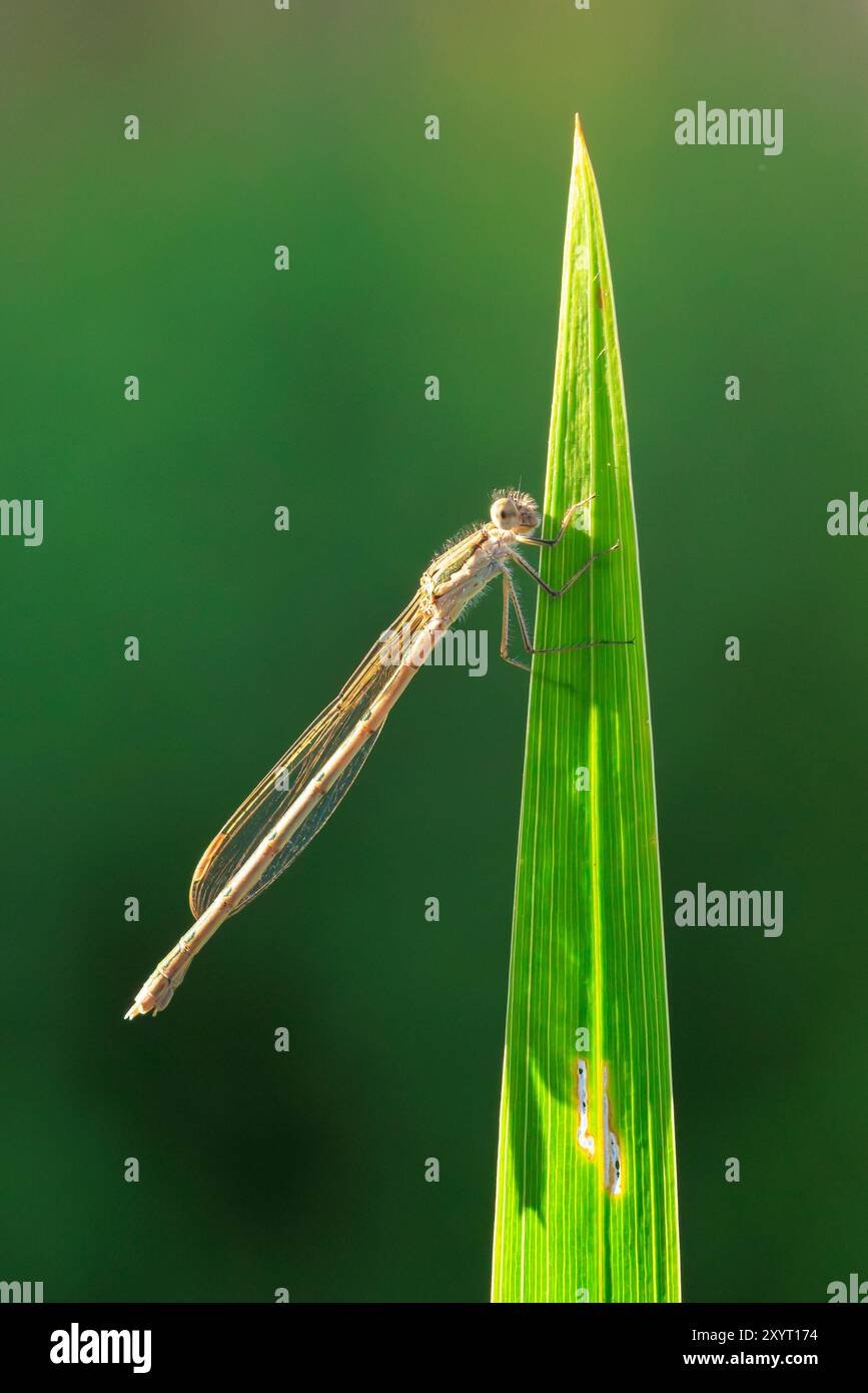 Comune fanciulla invernale, Sympecma fusca, appoggiata su un fusto. Si possono trovare tutto l'anno in quanto durante l'inverno da adulto. Foto Stock