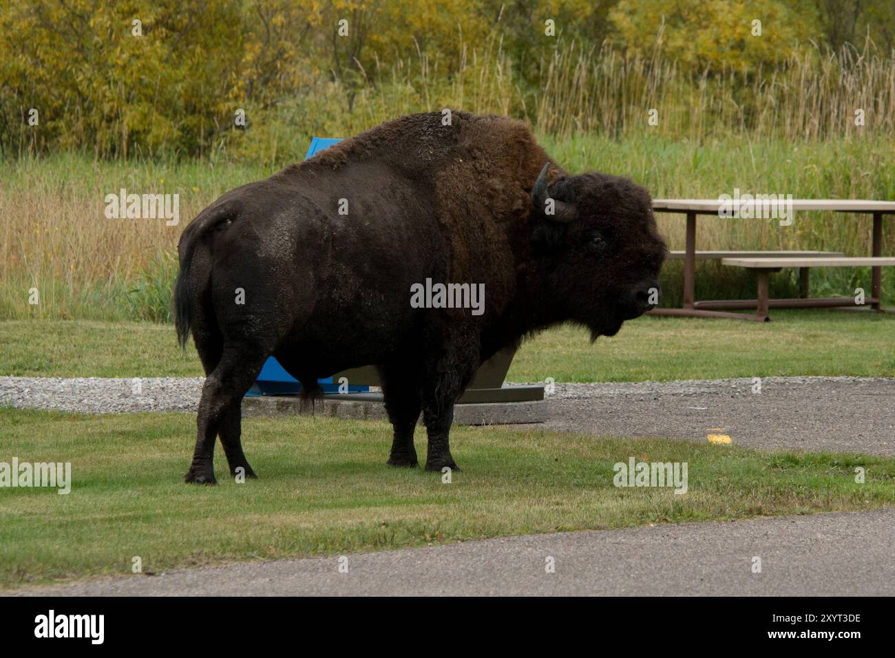 I bisonti delle pianure vagano lungo la strada principale e l'area di parcheggio nel parco nazionale di Elk Island in Alberta in Canada. Foto Stock