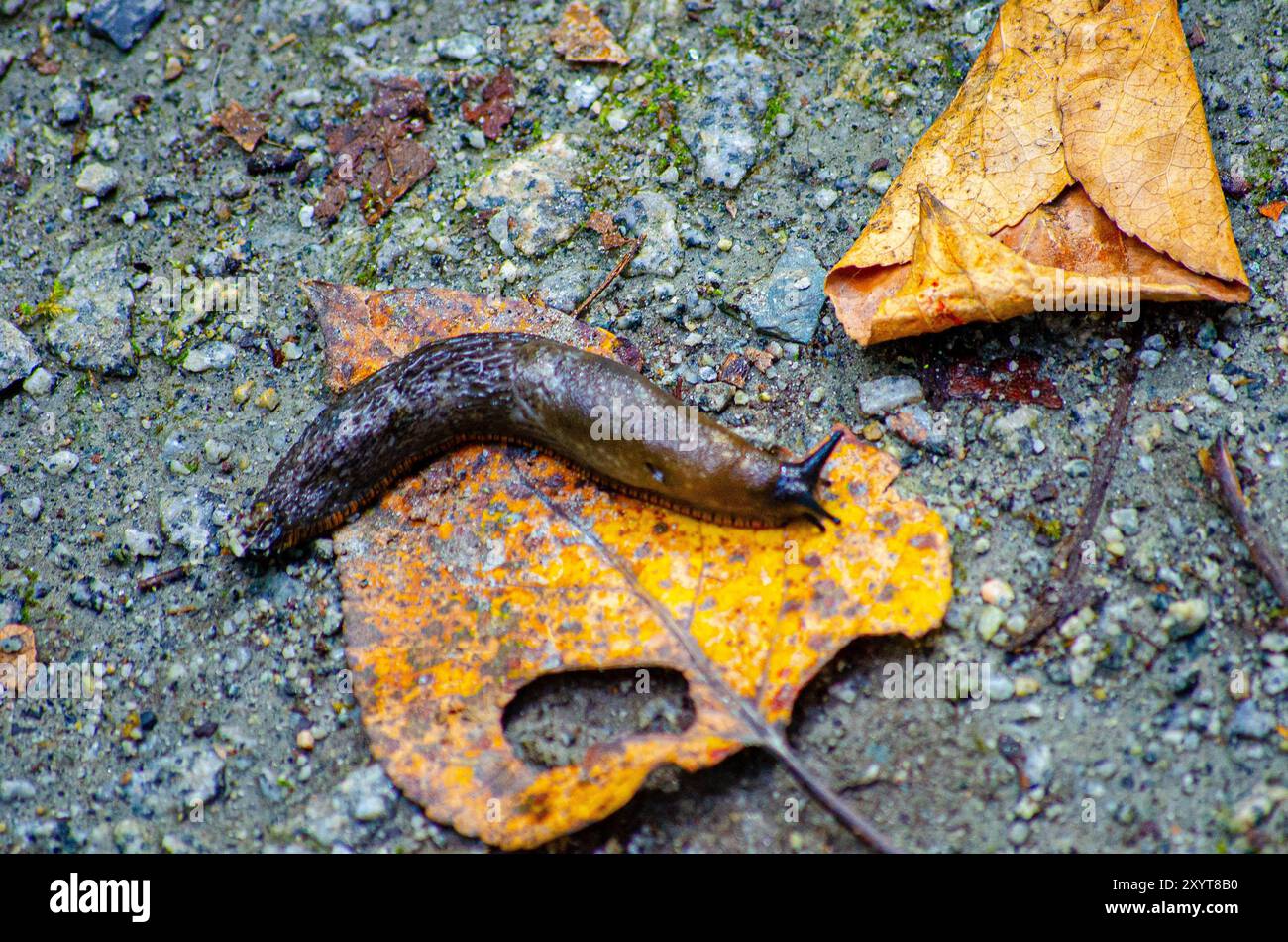 Lumaca che strizza sulle foglie autunnali Foto Stock