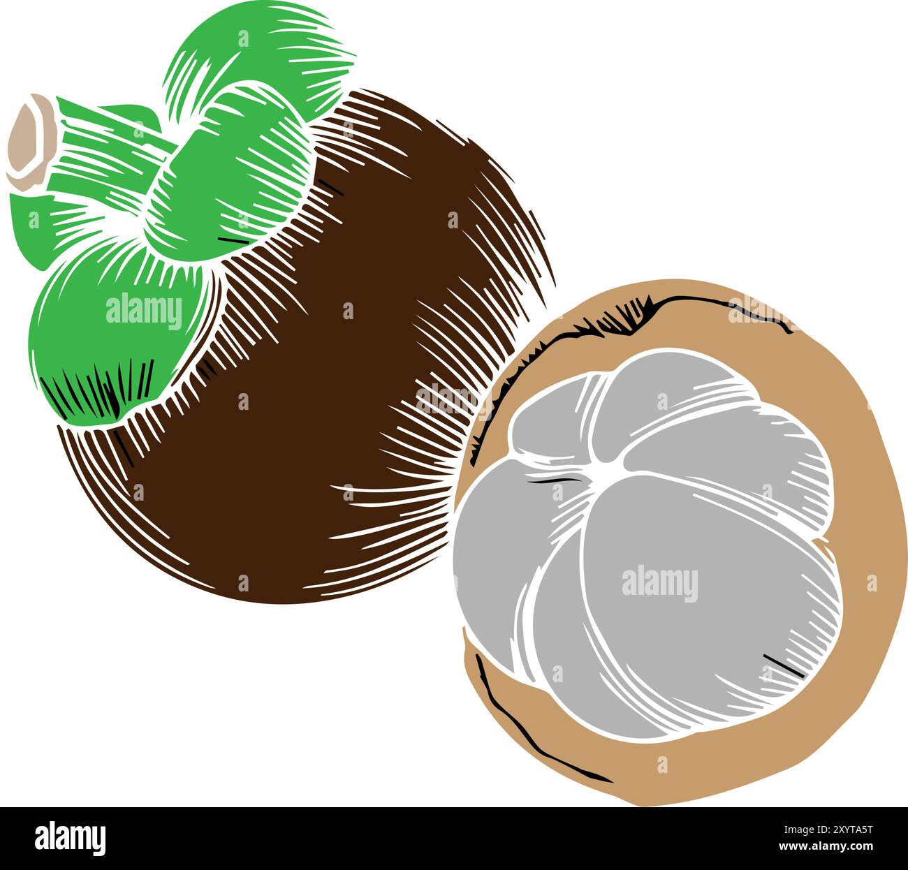 illustrazione dell'icona del mangostano Illustrazione Vettoriale