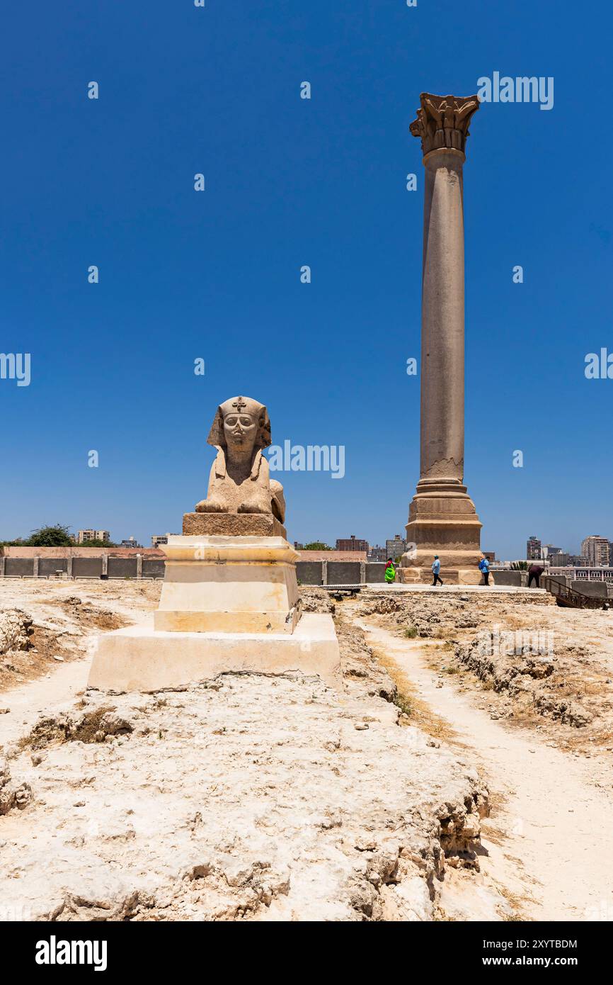 Serapeo di Alessandria, antico pilastro di Pompeo e statua in pietra della sfinge, nel centro di Alessandria, Egitto, Nord Africa, Africa Foto Stock