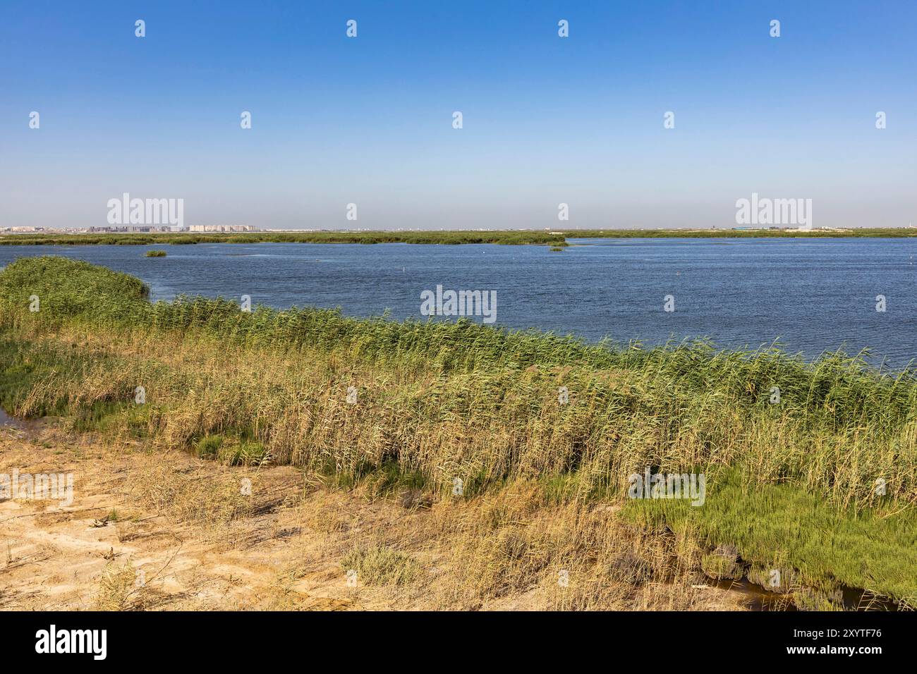 Lago Mariout (Maryut, Mariut), lago salmastro, Alessandria, Egitto, Nord Africa, Africa Foto Stock