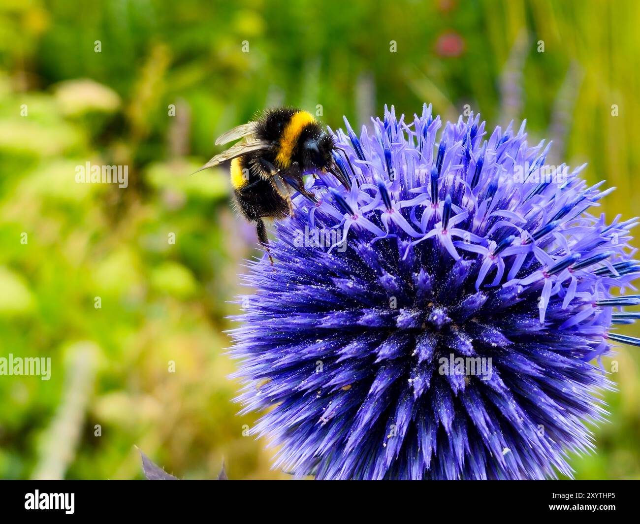 Primo piano di bombus Terrestris bumblebee che impollina fiori di echinops viola fiore di cardo globo in un giardino estivo floreale su un rigoglioso sfondo verde Foto Stock
