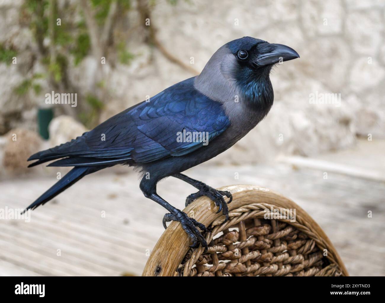 Corvo nero seduto su una sedia di legno da vicino Foto Stock