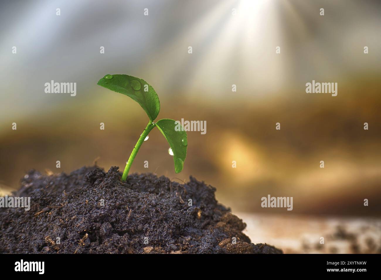 Piccole piantine verdi con foglie verdi vibranti che crescono dal terreno ricco e umido, gocce d'acqua sulle punte delle foglie, catturando l'essenza di Foto Stock