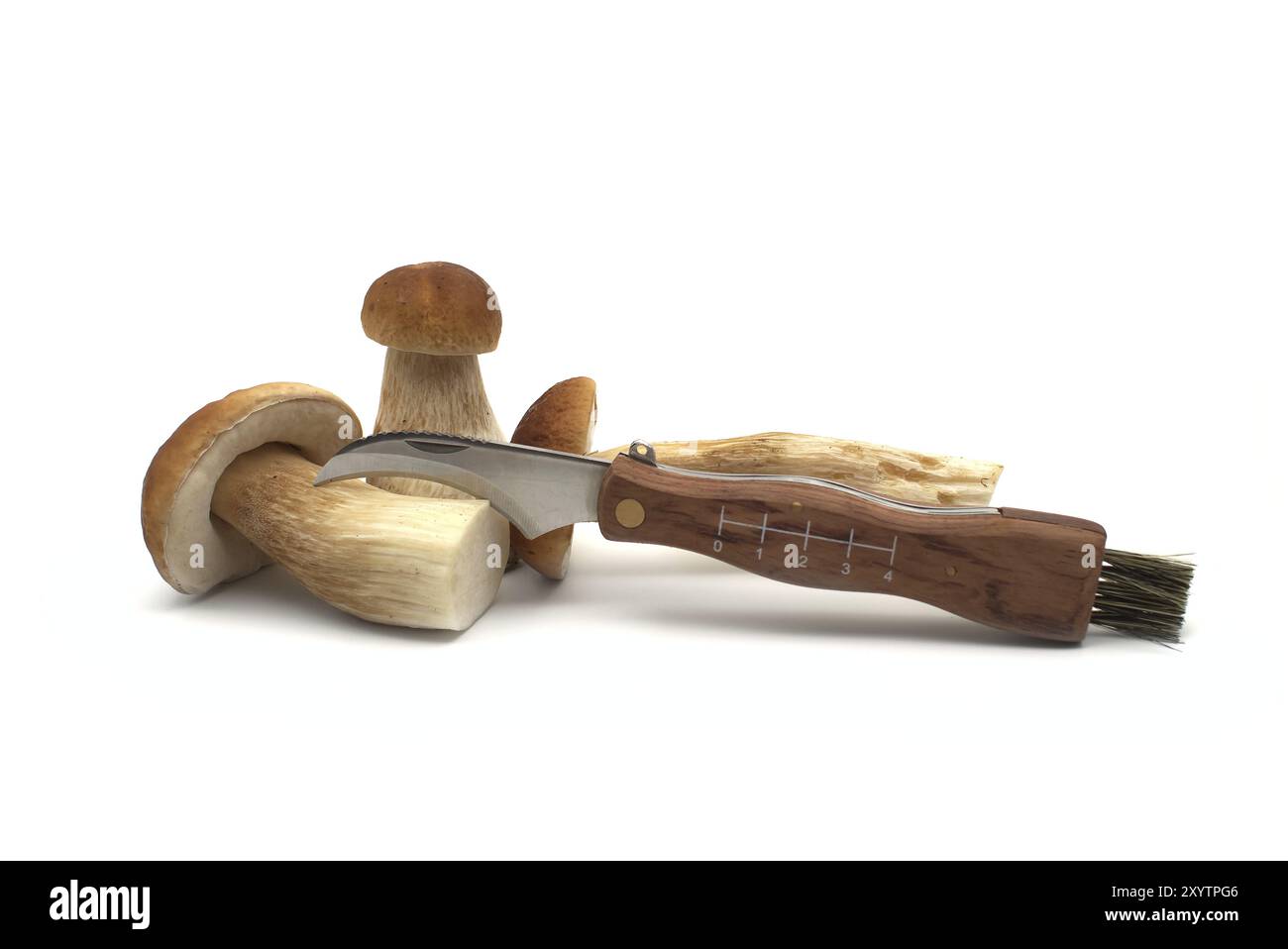 Funghi King bolete o ceps vicino al coltello con lama ricurva e piccola spazzola appositamente per la raccolta di funghi isolati su sfondo bianco Foto Stock
