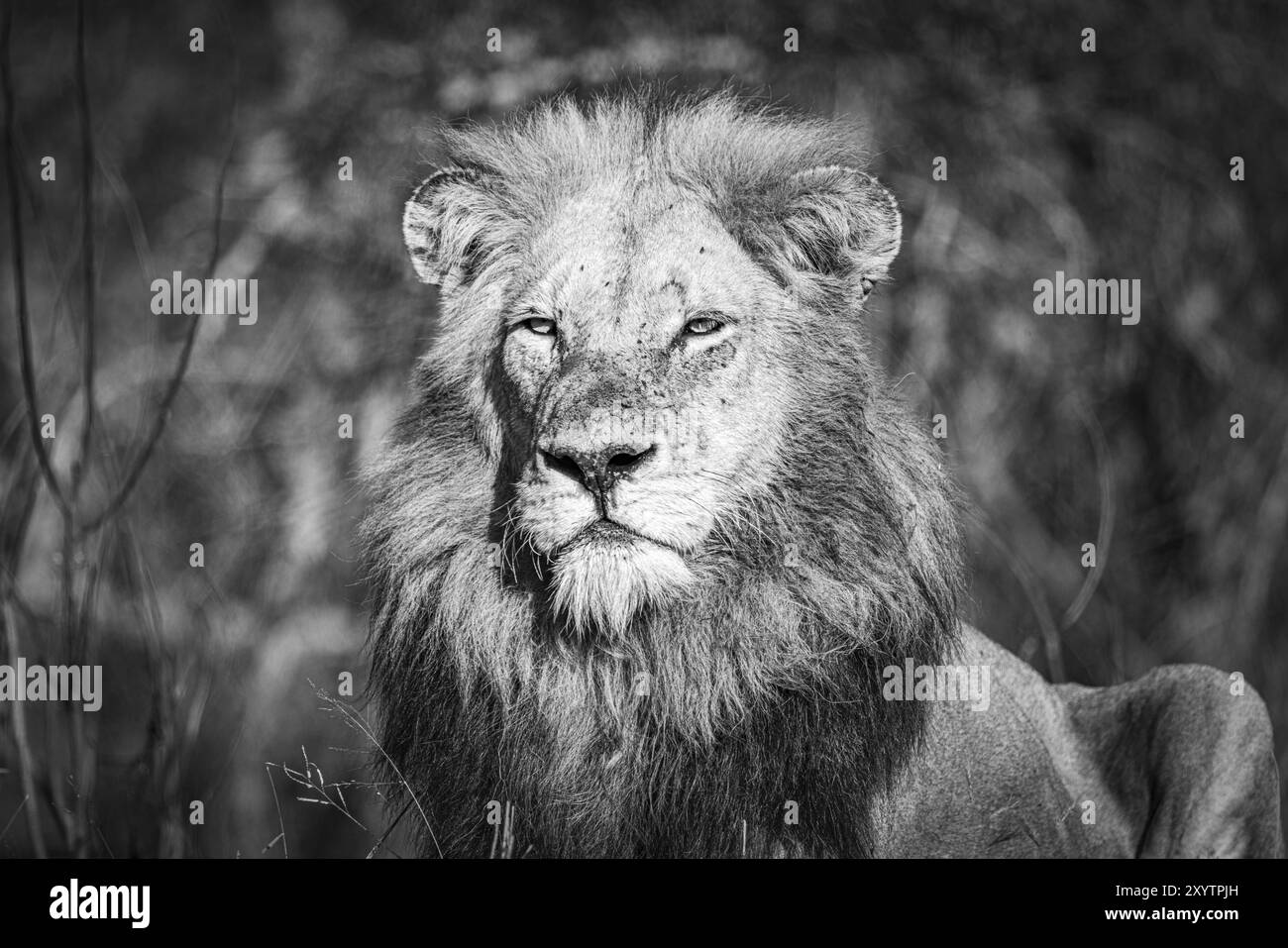 Leone maschile (Panthera Leo), ritratto, Balule Plains, Sudafrica, Africa Foto Stock