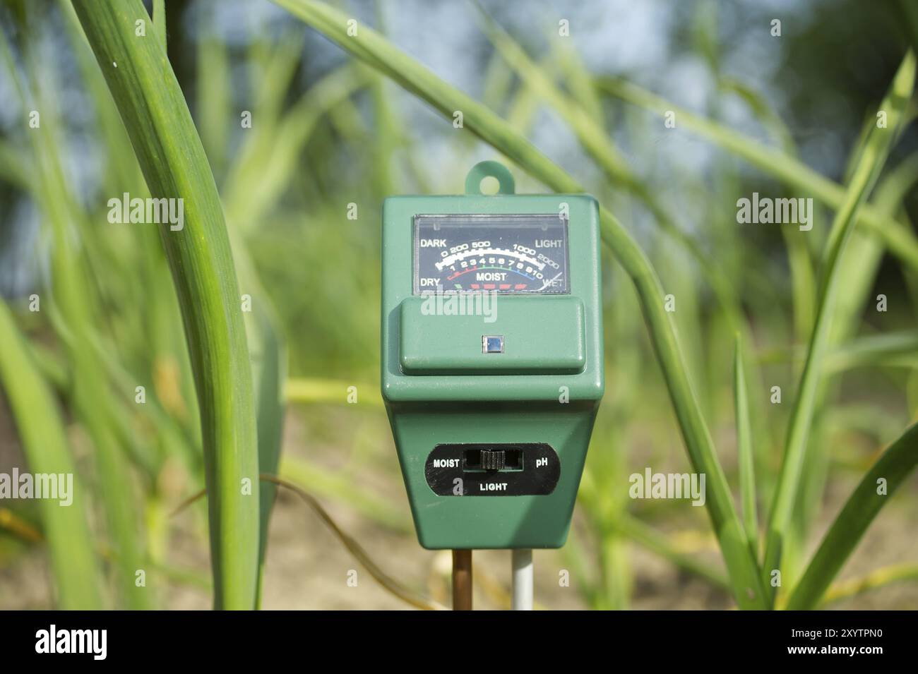 Misuratore di umidità del suolo, intensità luminosa e PH in primo piano, concetto di tecnologia agricola Foto Stock