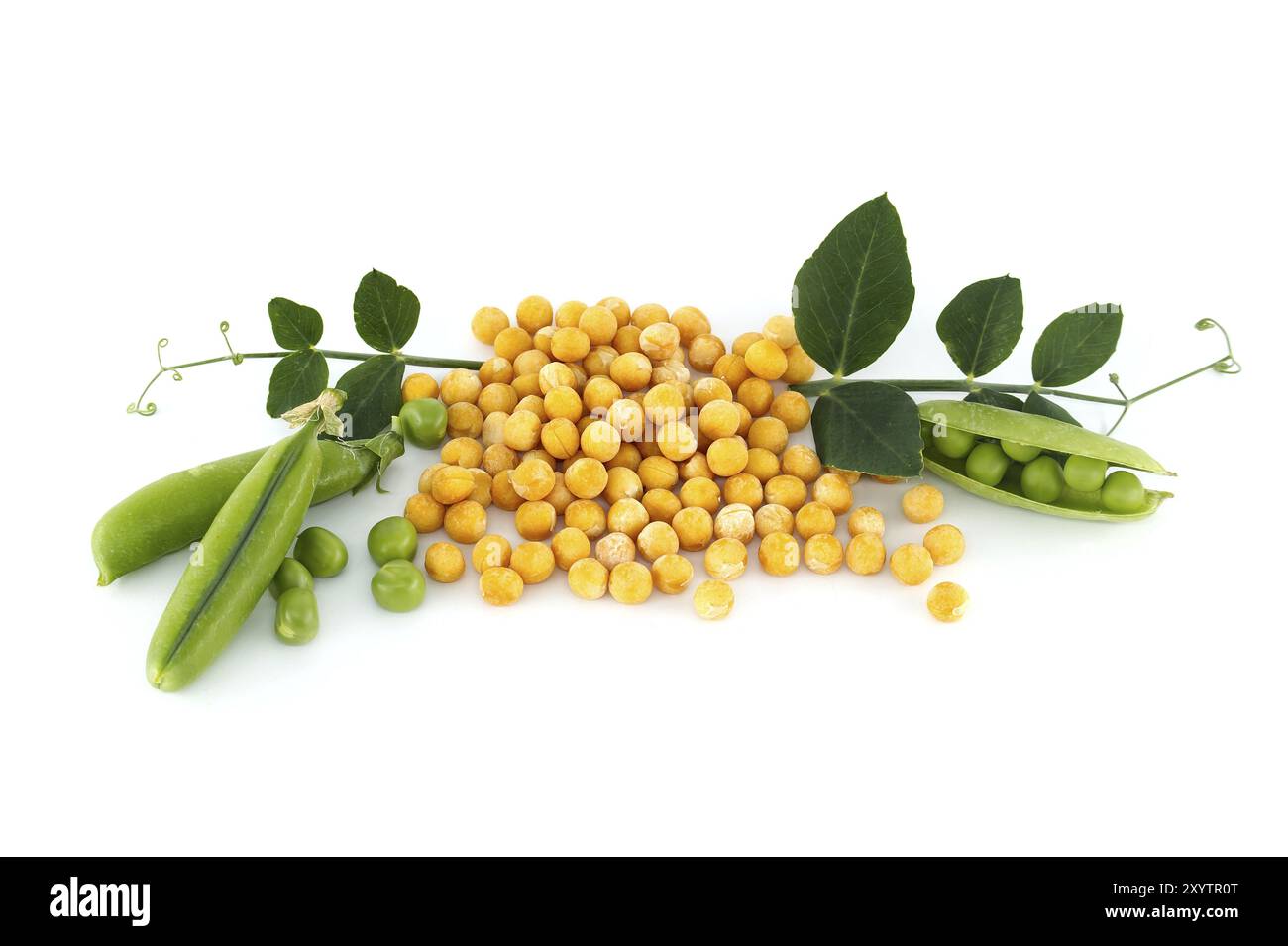 Piselli secchi gialli circondati da una foglia verde, piselli verdi freschi e baccelli di piselli isolati su fondo bianco, dieta sana a base vegetale Foto Stock
