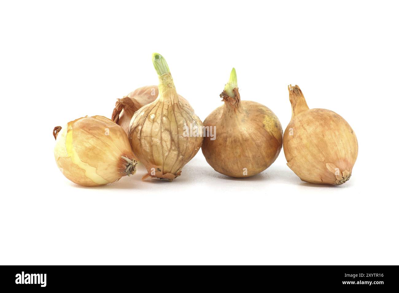 Semi di cipolla alcune piantine hanno una crescita di foglie isolata su fondo bianco, giovani bulbi di cipolla Foto Stock