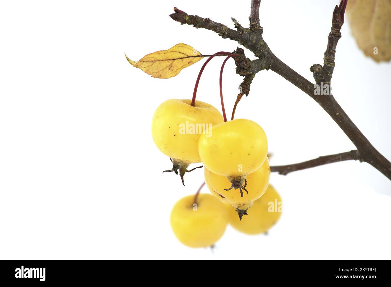 Rametto con granchi e mele e foglie giallite isolate su sfondo bianco. Malus sylvestris, mela di granchio europea, conosciuta anche come la selvaggina europea Foto Stock