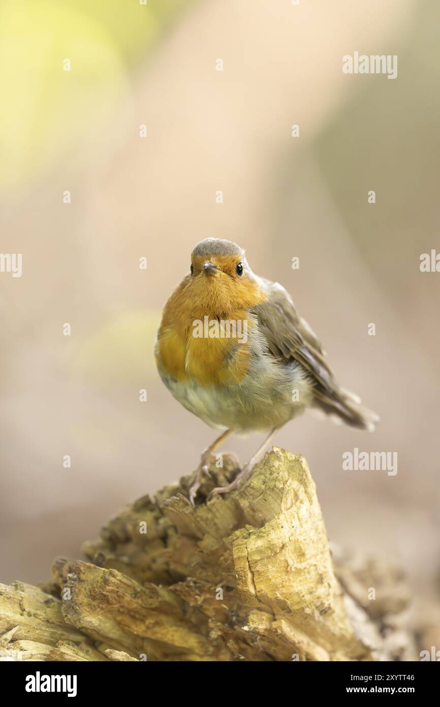 robin europeo (erithacus rubecula), vista frontale, in piedi sul ceppo di diramazione, sfondo chiaro, Dortmund, Germania, Europa Foto Stock