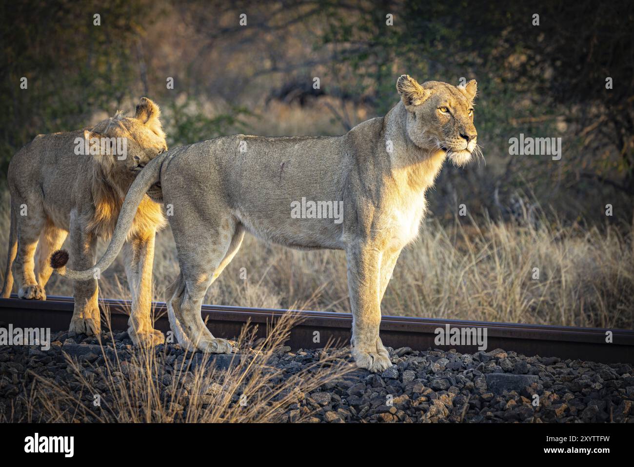 Coppia di leoni (Panthera leo) in piedi su binari ferroviari, Balule Plains, Sudafrica, Africa Foto Stock