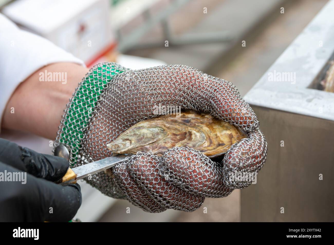 Le ostriche fresche vengono pulite a mano in un guanto di posta, lavate, preparate per essere consumate in ristoranti e caffetterie Foto Stock