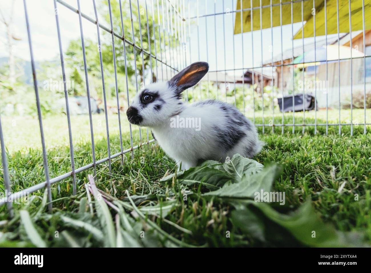 Un simpatico coniglietto mangia l'insalata in un composto all'aperto. Erba verde, primavera Foto Stock