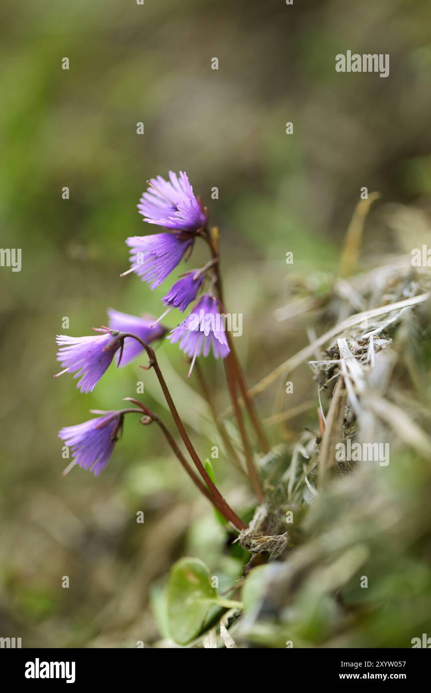 Prato alpino con genziana e cr Foto Stock