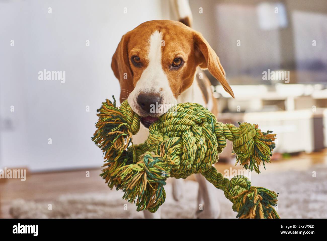 Cani di razza beagle in esecuzione con una corda verde in casa nel salotto. Il recupero di un giocattolo in ambienti interni Foto Stock
