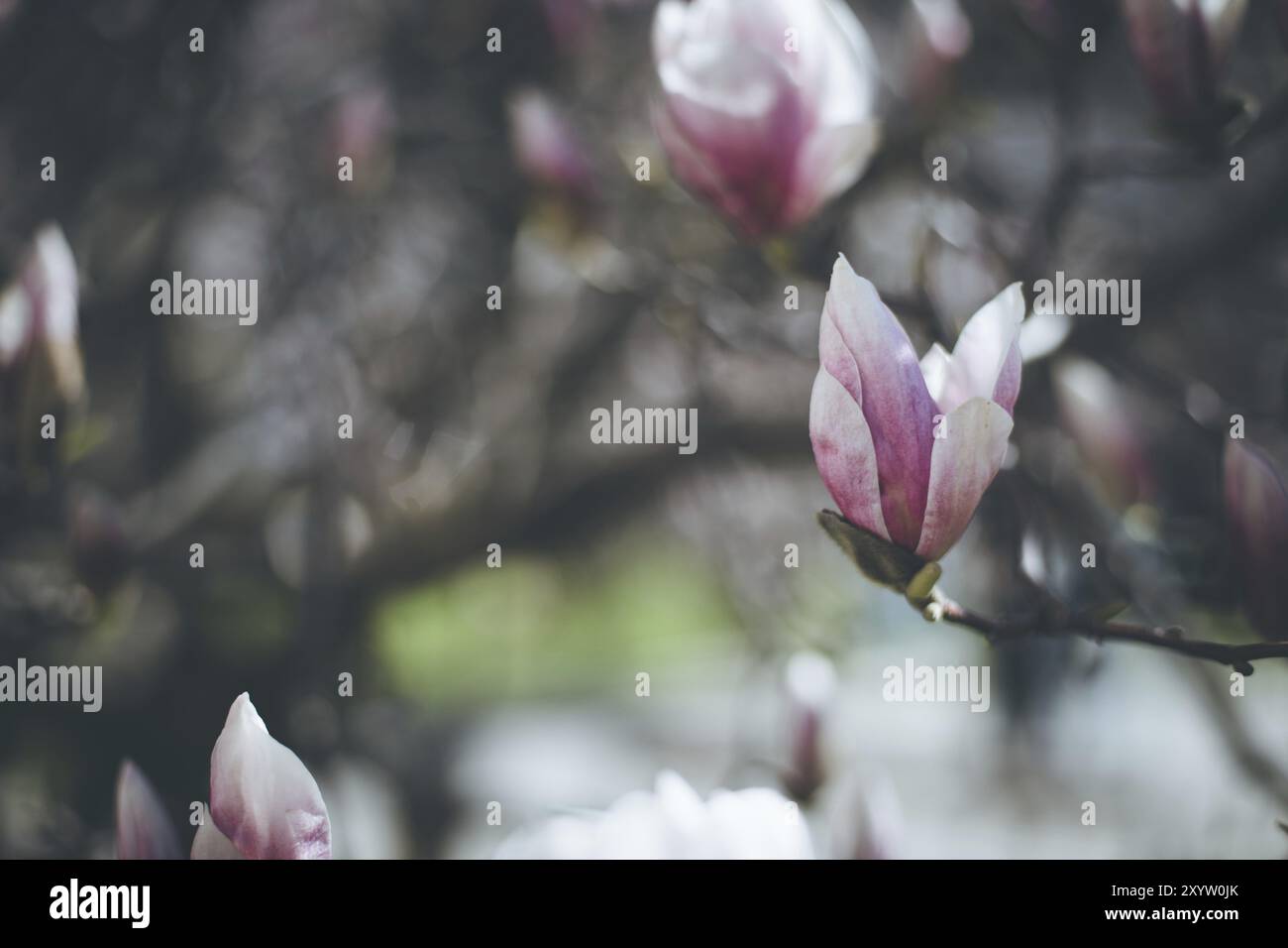 Splendida magnolia fiorisce in primavera, Salisburgo, bellezza Foto Stock