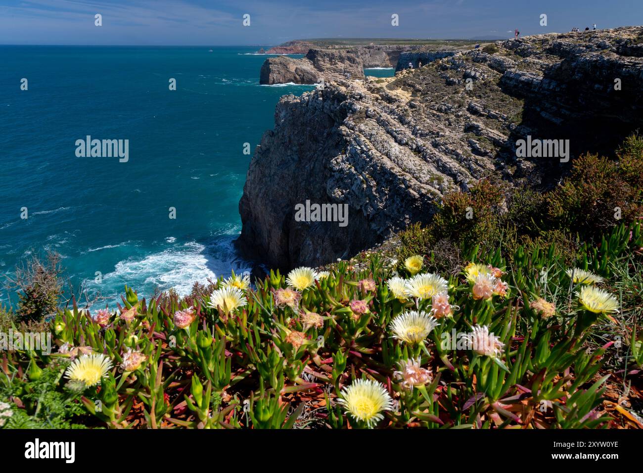 Fiori gialli del fico ottentotto sulla costa vicino a Sagres, Algarve, Portogallo. Fiori gialli del fico Hottentot sulla costa vicino a Cabo de Sao Vic Foto Stock