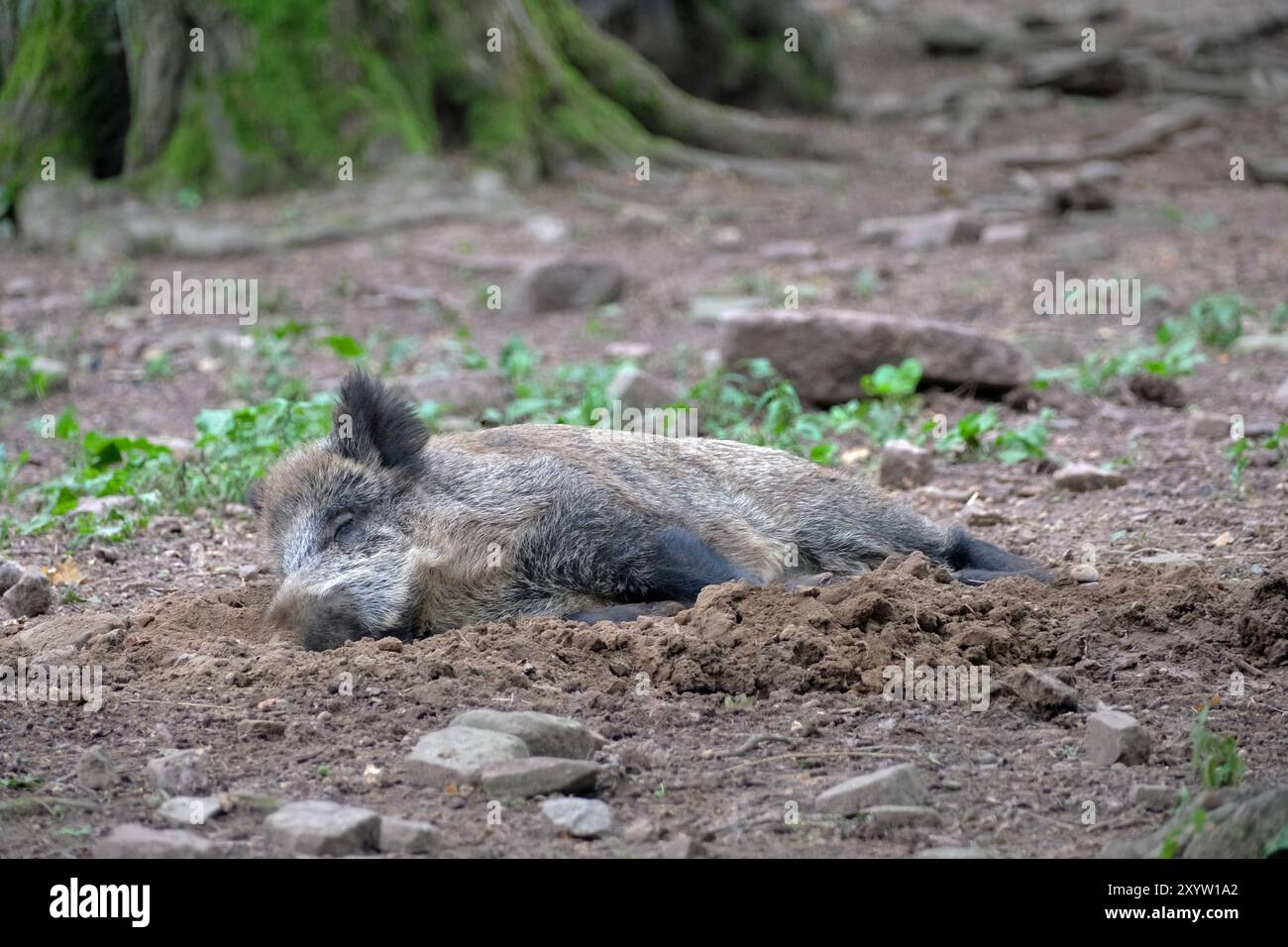 Wildschwein in freier Natur im Sommer Wildschwein in freier Natur *** cinghiale selvatico in estate cinghiale in natura Foto Stock