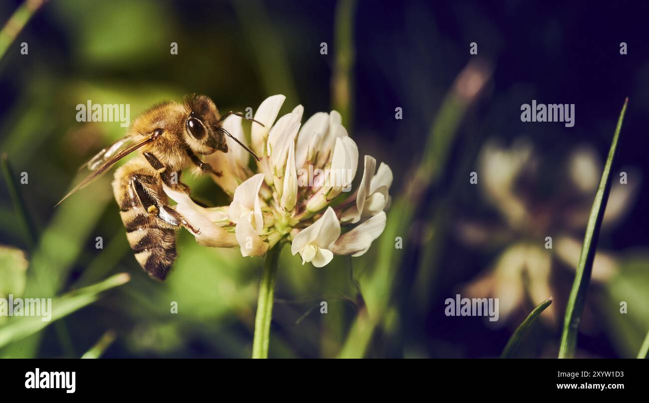 Il miele delle api per raccogliere il polline dal fiore bianco sul prato in primavera. Copia di sfondo spazio Foto Stock