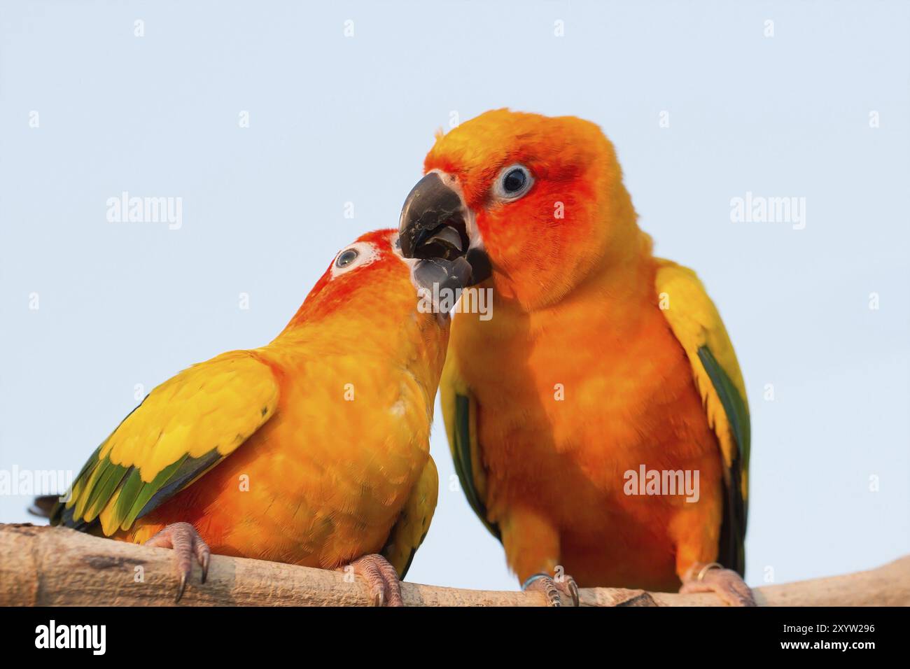 Primo piano, bellissimo pappagallo colorato seduto sul tronco Foto Stock