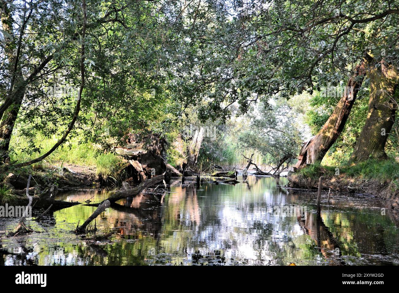 Foresta primordiale naturale nel Brandeburgo Foto Stock